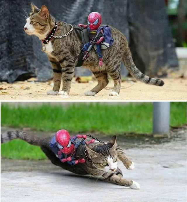 Spiderman's riding cat - cat, Spiderman, Rider, The photo, Humor