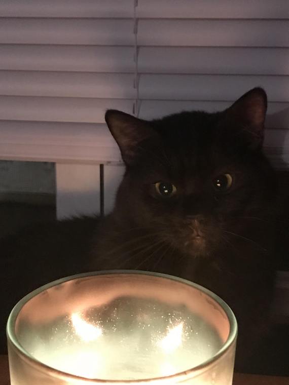 Black magic - The photo, cat, Witchcraft