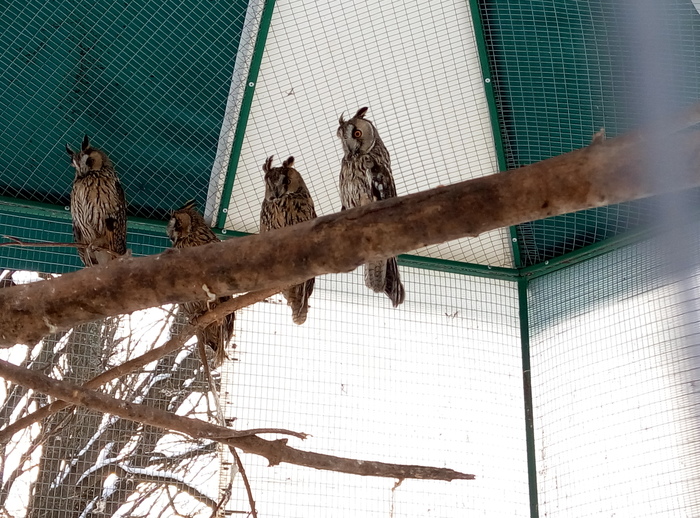 Сова из тундры