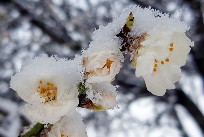 And now spring has come - Crimea, Sevastopol, Spring, Snow, Longpost, The photo