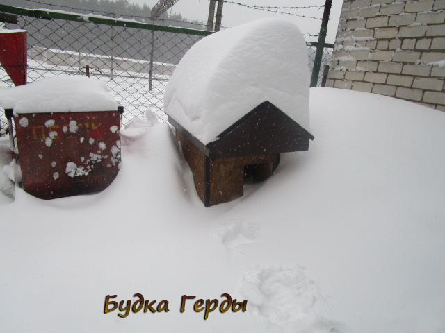 НУЖЕН ДОМ ДЛЯ ГЕРДЫ!  НУЖНА КРАТКОВРЕМЕННАЯ ПЕРЕДЕРЖКА ПОСЛЕ СТЕРИЛИЗАЦИИ. - Моё, Собака, В добрые руки, Нужен дом, Минск, Длиннопост, Без рейтинга