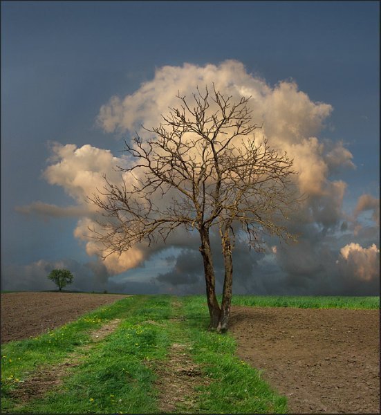 cloud tree - Tree, Clouds, The photo