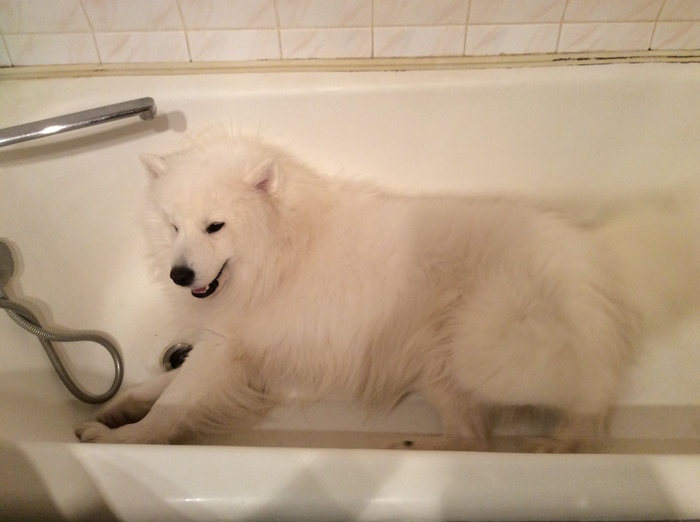 Sleeping place - My, Samoyed, Dog, Bath, Stubbornness, Convenience, The photo