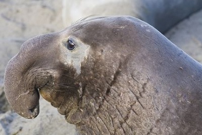 Elephant seal - My, Poems, Prilutsky, Animals, Marine life, Nature, Poetry, Zoology, Humor