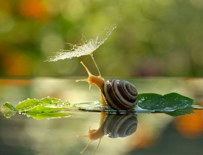 lady with umbrella - Umbrella, The photo, Snail