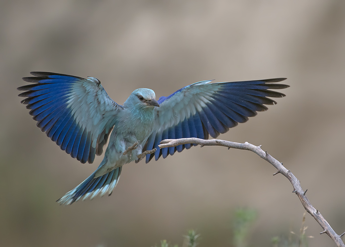 blue sialia - wildlife, Birds, , Color