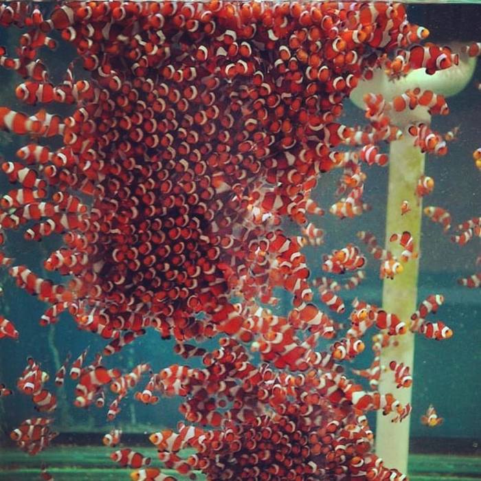 Много клоунов в одном месте, и это не Госдума