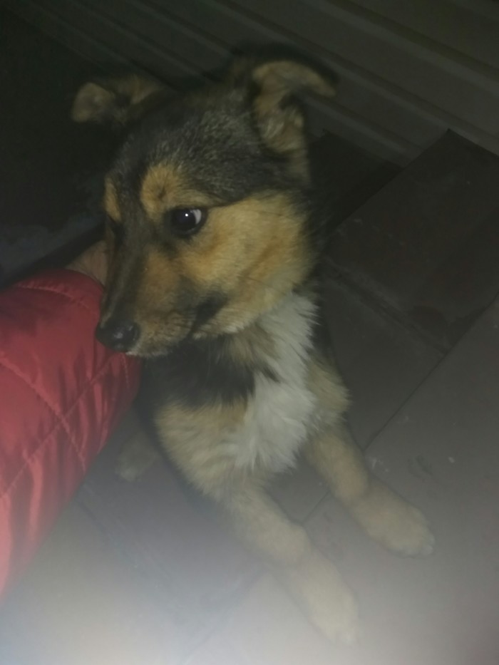 Puppy found in Orel! - My, Orel city, Dog, Found a dog, Longpost, Help, No rating