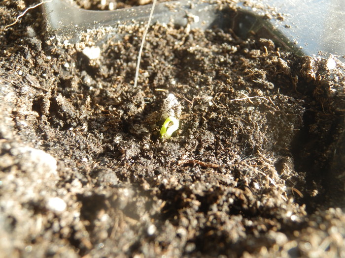 First sprouts - My, Seedling, Spring, Text, The photo