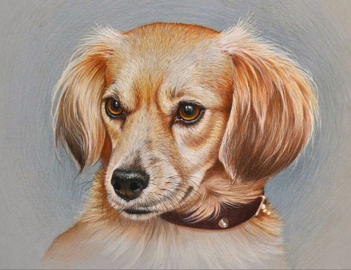 Drawing with colored pencils - Pencil drawing, Drawing, Art, My, Dog, Pencil