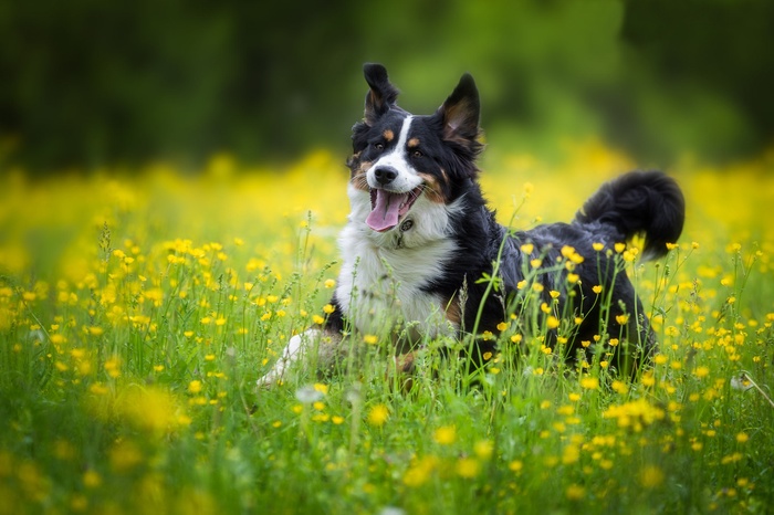 What do dogs see when they sniff things? - Dogs and people, Smell, Research, Dog