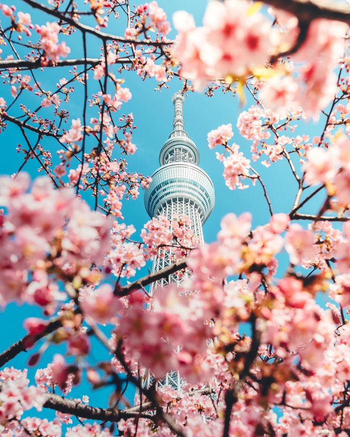 Cherry blossoms in Tokyo - Tokyo, Cherry, Reddit, Spring, Images