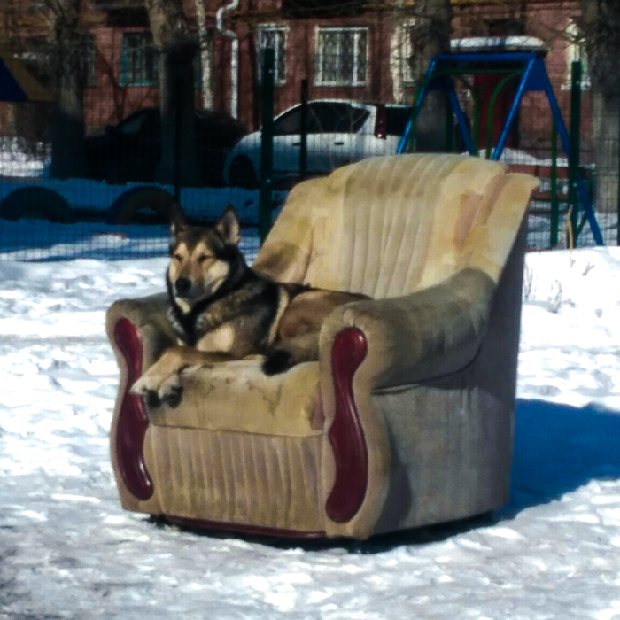 In one of the Omsk courtyards - My, Omsk, Dog, Armchair, Like a Boss, 