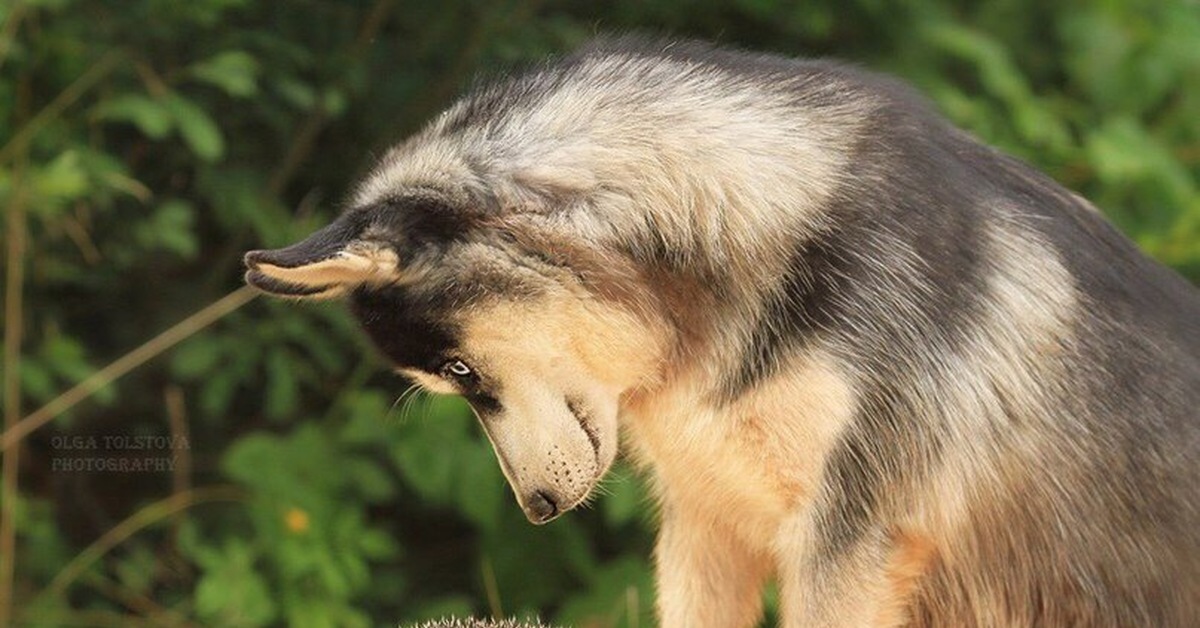 Ежик лает. Злой ежик. Щенок и ежик. Еж карельский. Еж и собака.