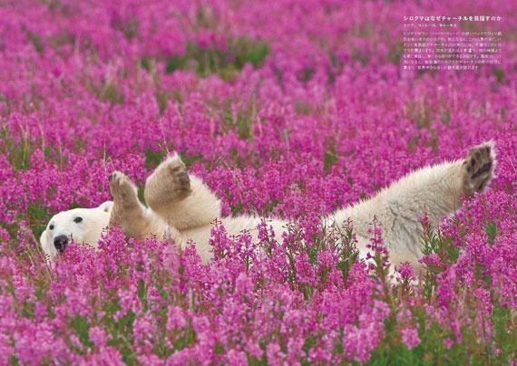 Polar bear - The Bears, Animals, The photo, Longpost, Polar bear