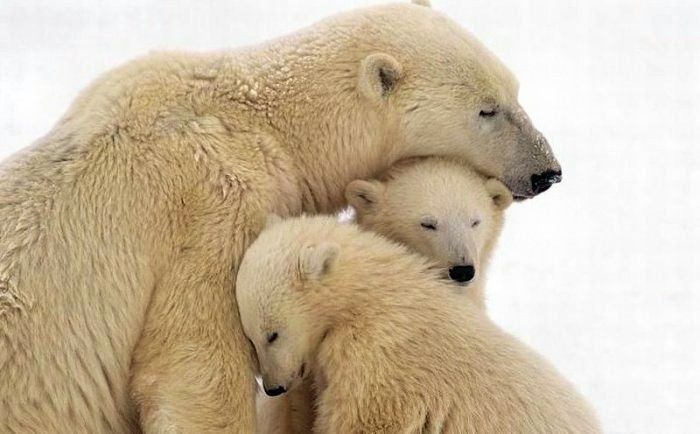 Polar bear - The Bears, Animals, The photo, Longpost, Polar bear