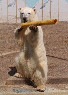 Polar bear - The Bears, Animals, The photo, Longpost, Polar bear