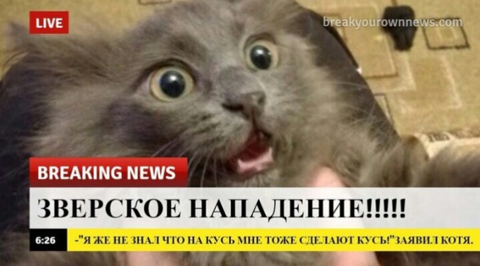 Breaking news! - news, Attack, cat, Bite, Breaking News, Humor