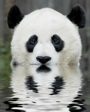 Большая Панда Фото