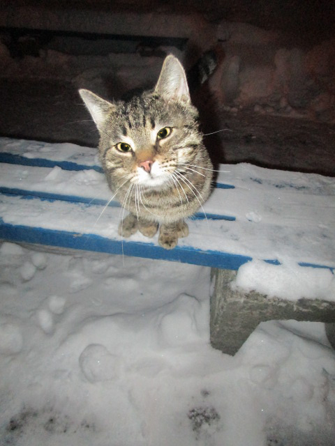 HURT CAT-4: Help save the martyr cat! - My, cat, In good hands, Help, Minsk, Longpost