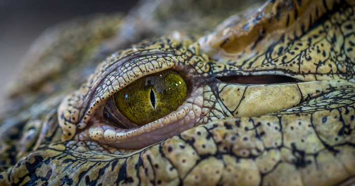 Глаз Геннадия - Моё, Крокодил, Глаза, Ленинградский зоопарк, Canon 100mm macro, Крокодилы