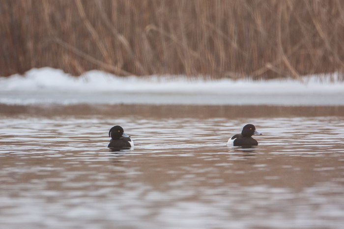 Ducks are flying.. - My, My, Birds, The photo, Nature, Longpost