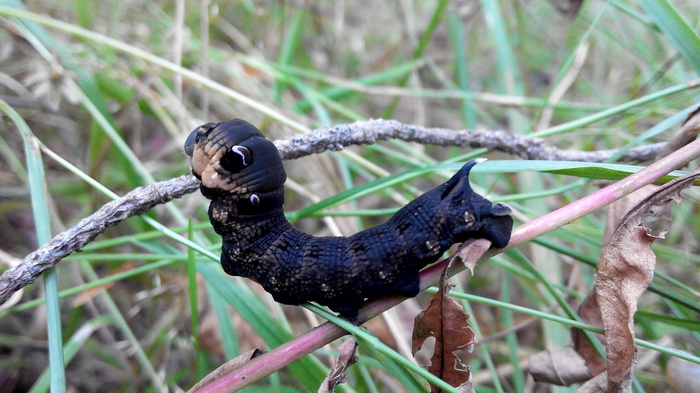 How did I get a butterfly - My, Caterpillar, Chrysalis, Butterfly, Insects, Longpost