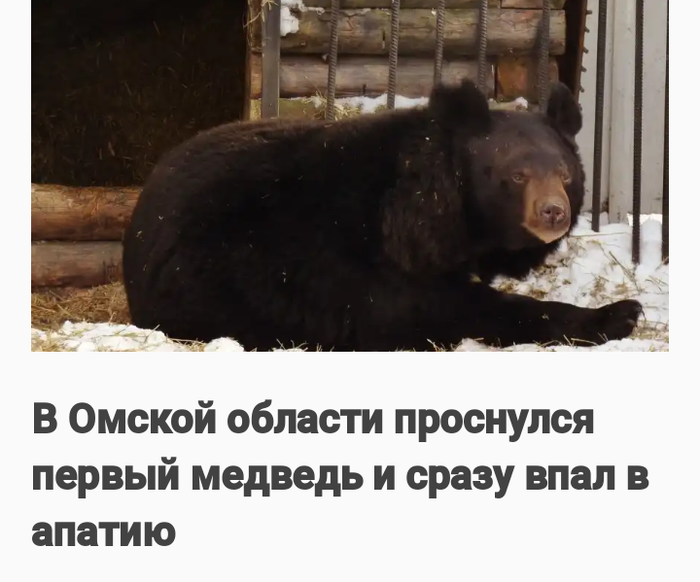 В Омске проснулся первый медведь и сразу впал в апатию
