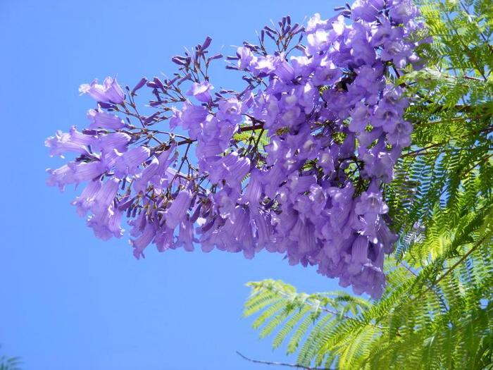 Фиолетовое дерево название можно выращивать дома