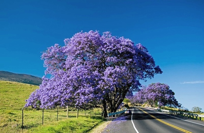 Жакаранда (фиалковое дерево) в цвету.