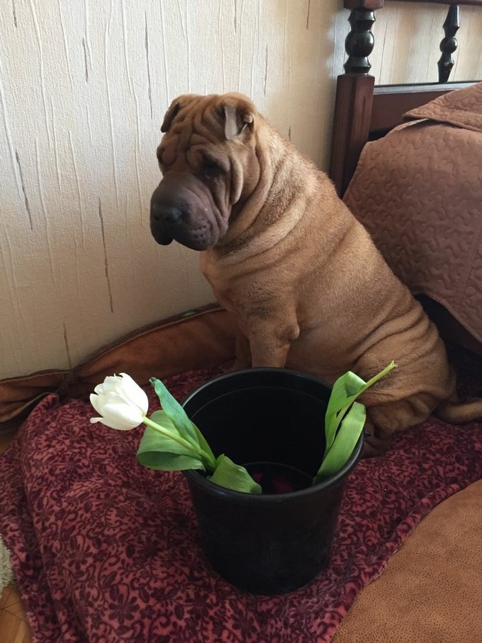 In addition to cats eating tulips - My, Shar Pei, Dog, March 8, Tulips, Animals