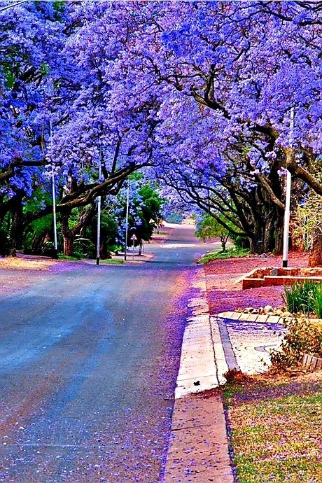 Jacaranda trees in Pretoria, South Africa. - beauty, Tree, Purple