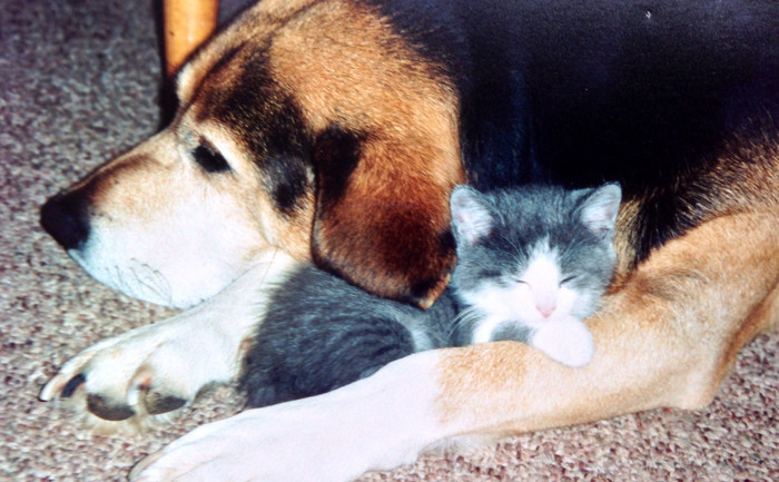 Best friends for life. - cat, Dog, Animals, Pets, Dream, Friends, Reddit