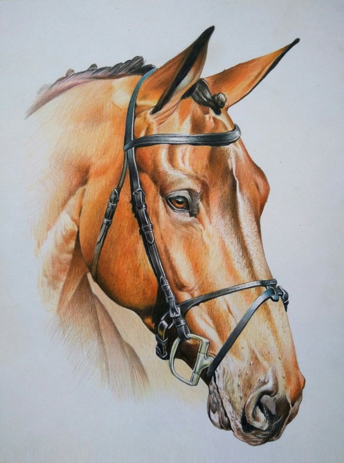 Drawing with colored pencils - Art, My, Horses, Pencil, Pencil drawing, Drawing