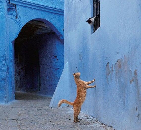 Romeo and Juliet - The photo, cat, Romeo and Juliet, Spring, Reddit