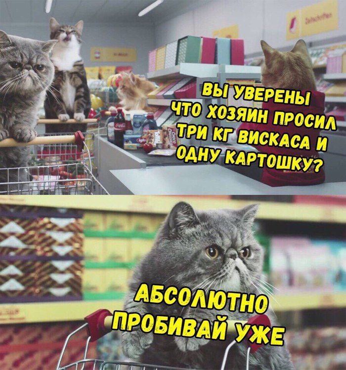 -Вы уверены? -Абсолютно! - Кот, Хозяин, Магазин, Покупка, Юмор, Картинка с текстом