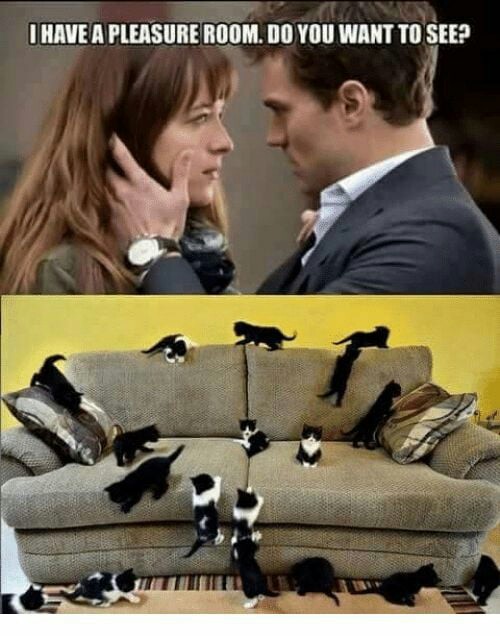 pleasure room - Fifty Shades of Gray, Humor, Joke, Picture with text, cat, Fifty Shades of Gray (film)