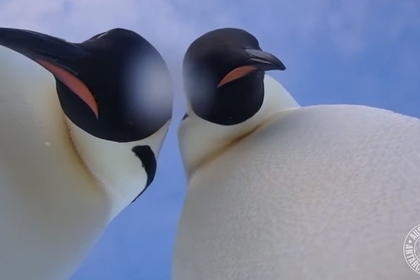 Пингвины нашли в Антарктиде фотокамеру и сделали селфи