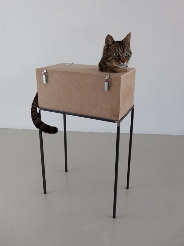 He definitely has a couple of questions for the owner - cat, Box, The photo