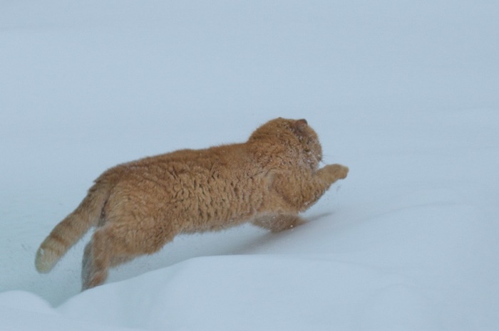 А, вот, рыжий кот.