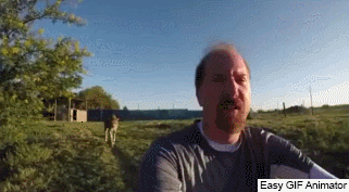 The cheetah crept up from behind - Cheetah, Attack, Person, Meeting, GIF, Animals