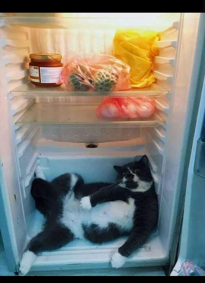 Кот учёный | Пикабу