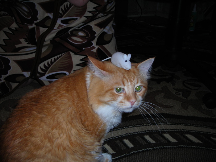 Мышиные истории