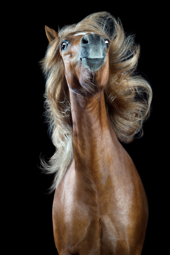 Horsestyle - Horses, Sony World Photography Awards, The photo