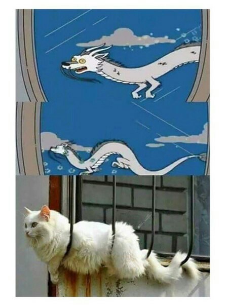 House dragon - cat, The Dragon