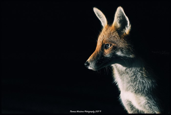 Во тьме ночной...