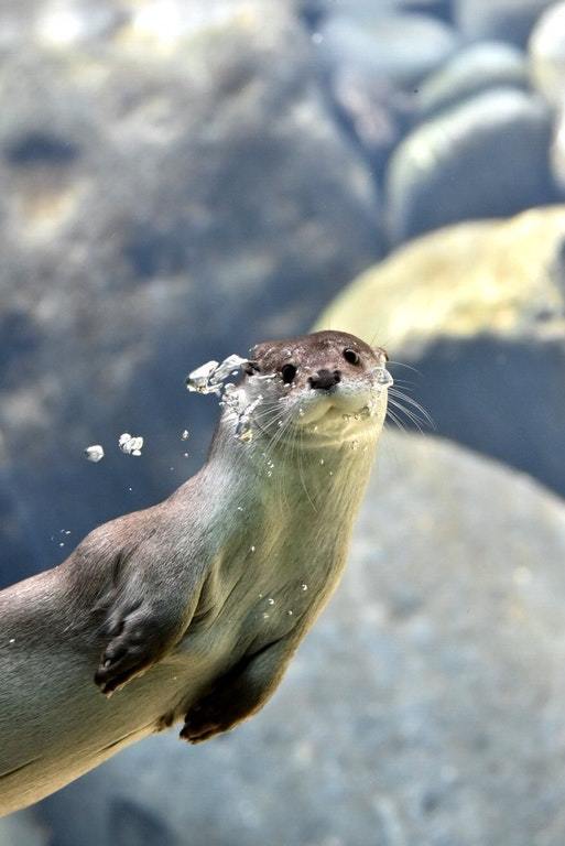 You got noticed - Otter, Animals, Swimming, You got noticed, Noticed, Reddit, The photo