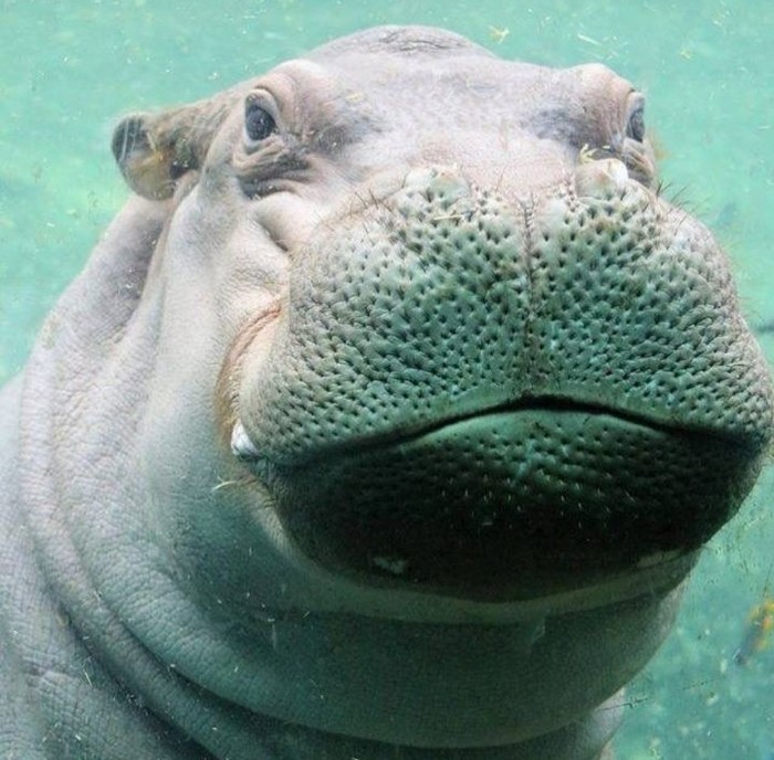 Prince for Fiona - hippopotamus, , Zoo, Love story, Longpost