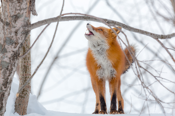 ��� ������