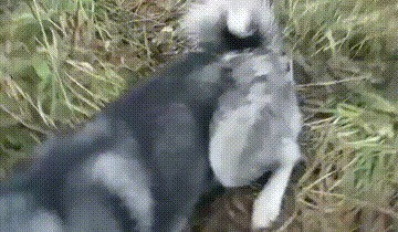 А это точно яйцо?